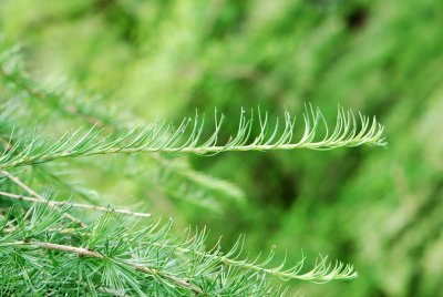 Larix decidua 'Pendula' - modřín opadavý - jehlice